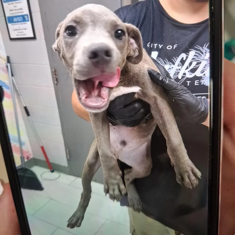 A baby medium-sized male Gray / Blue / Silver Labrador Retriever dog named Turbo  Local October for adoption in Brookshire, TX