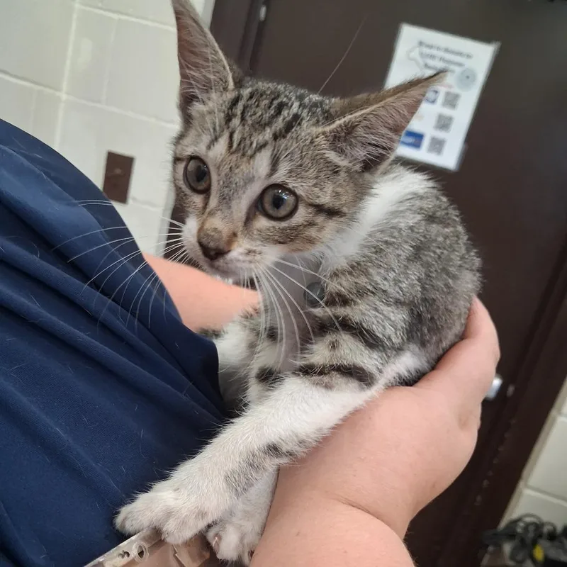 A baby small-sized female Gray / Blue / Silver Domestic Short Hair cat named Shaye for adoption in Auburn, AL