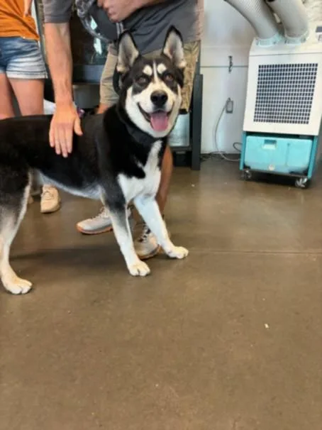 Sirius