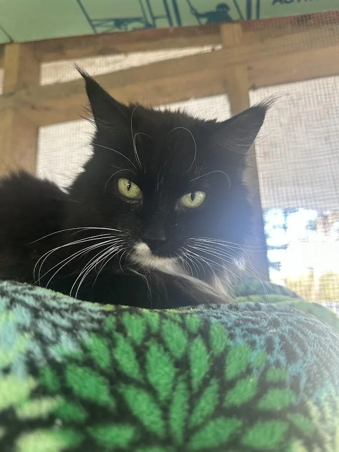 A senior medium-sized female Black & White / Tuxedo Domestic Long Hair cat named Jen for adoption in Ocean View, NJ