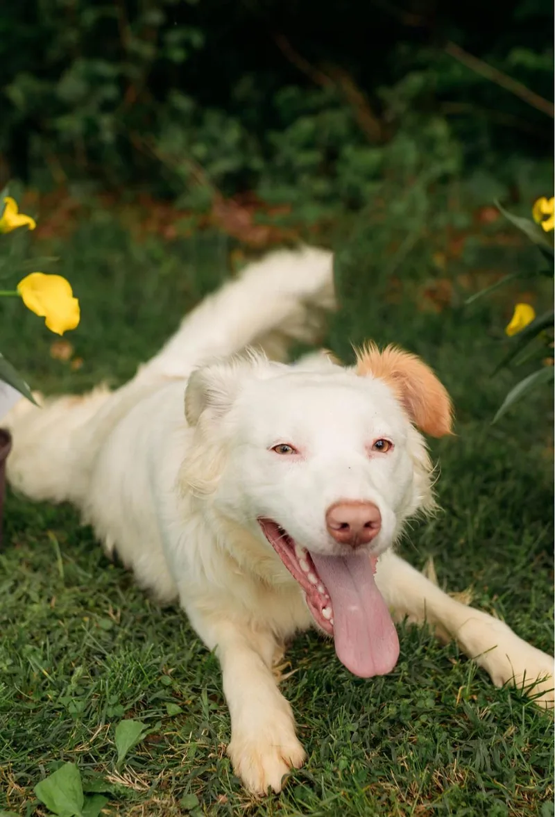 An adult medium-sized male Apricot / Beige Australian Shepherd dog named Diesel for adoption in VANDALIA, IL