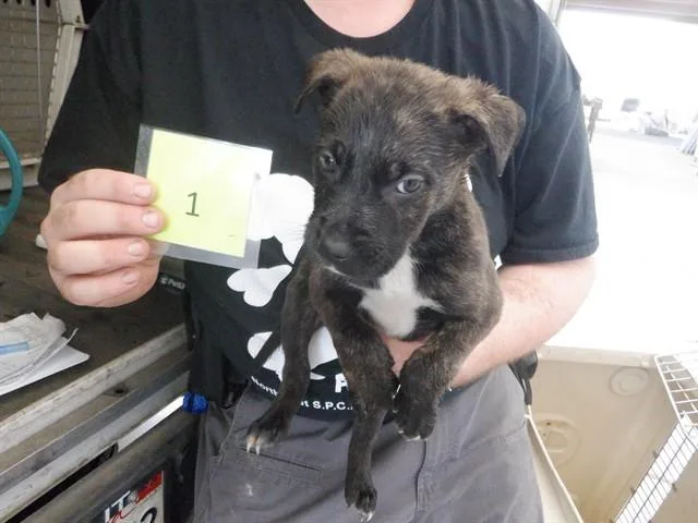 A baby medium-sized male Pit Bull Terrier dog named Mr Darcy for adoption in Oroville, CA