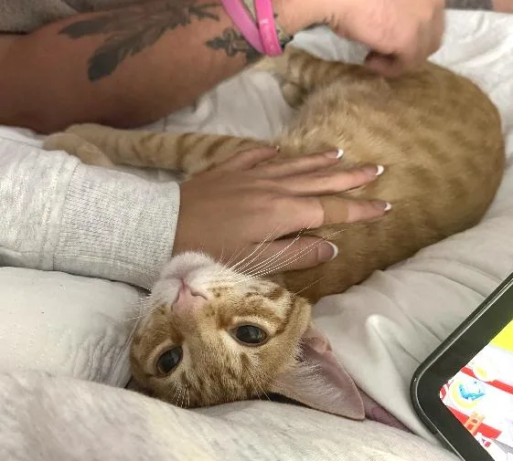A baby medium-sized male Tabby (Orange / Red) Domestic Short Hair cat named Chip for adoption in Lafayette, LA