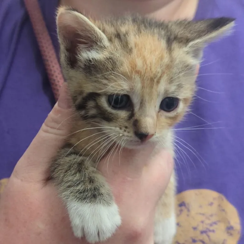 A baby small-sized female Calico Domestic Short Hair cat named Karlach for adoption in Denison, TX