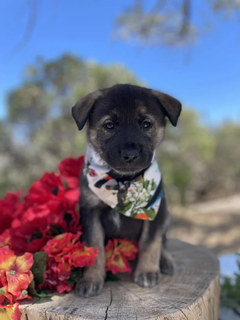 A baby medium-sized female Shepherd dog named Sephora for adoption in Anza, CA