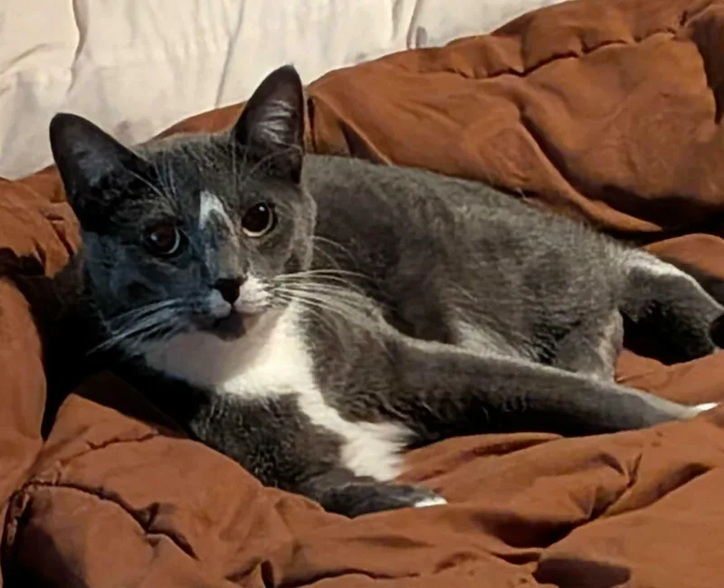 A young medium-sized male Gray & White Domestic Short Hair cat named January for adoption in Manchester, CT