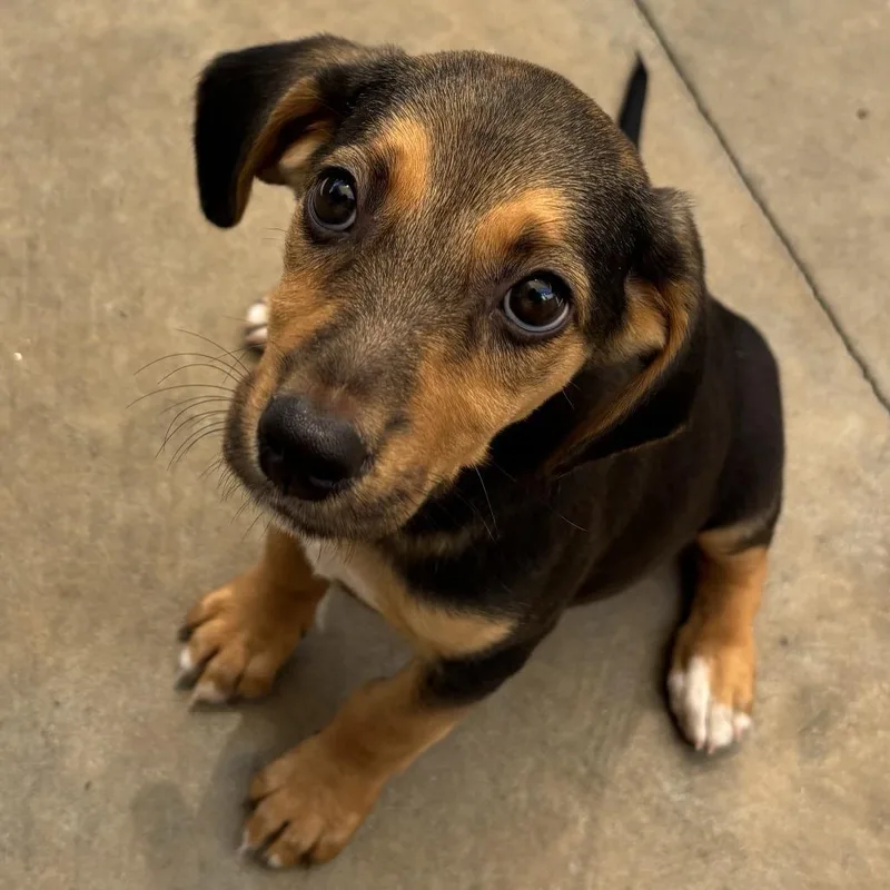 A baby small-sized female Black Beagle dog named Rizzo for adoption in Freeport, FL