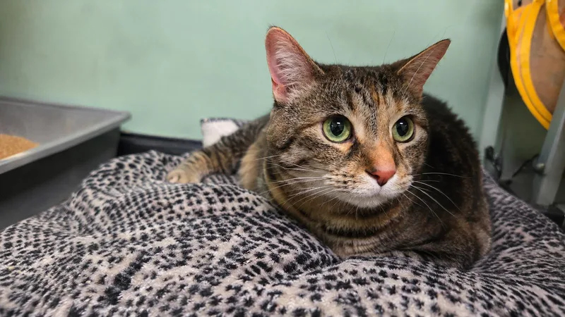 A baby small-sized female Domestic Short Hair cat named Artemis for adoption in Oviedo, FL