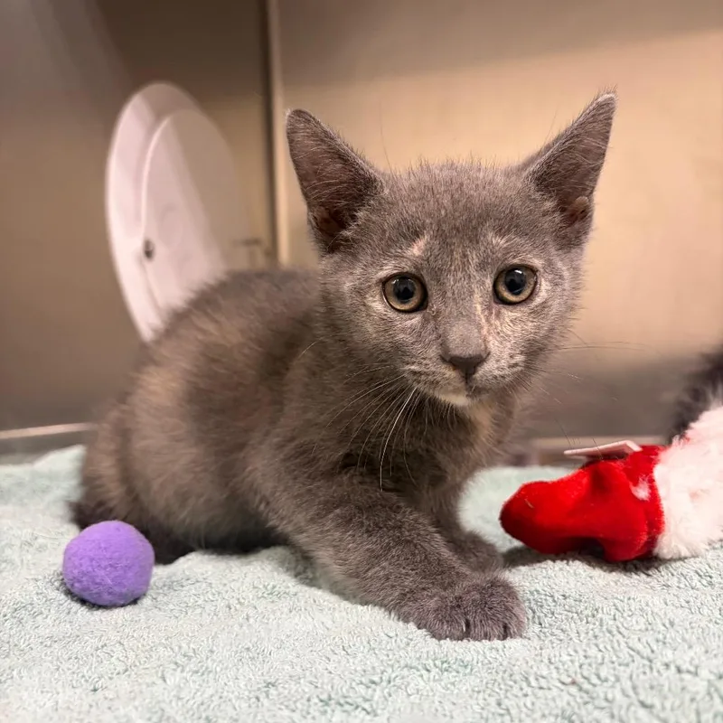 A baby small-sized female Tortoiseshell Domestic Short Hair cat named Rava for adoption in Milton, FL