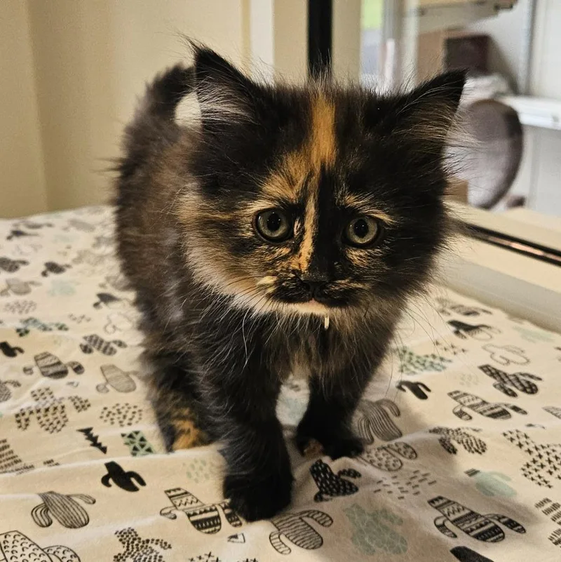 A baby small-sized female Domestic Long Hair cat named Princess Donut for adoption in Fremont, OH