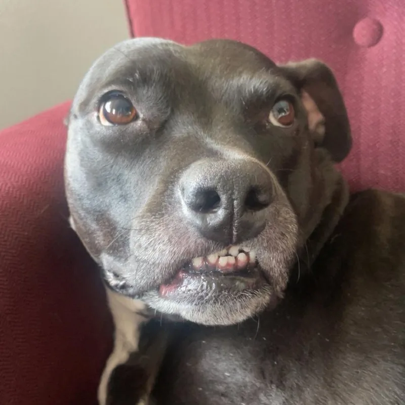 A senior small-sized female Black Pit Bull Terrier dog named Yara for adoption in Colorado Springs, CO