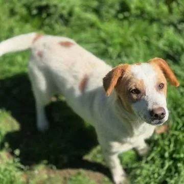 A young medium-sized female White / Cream Terrier dog named Bella for adoption in Dover, AR