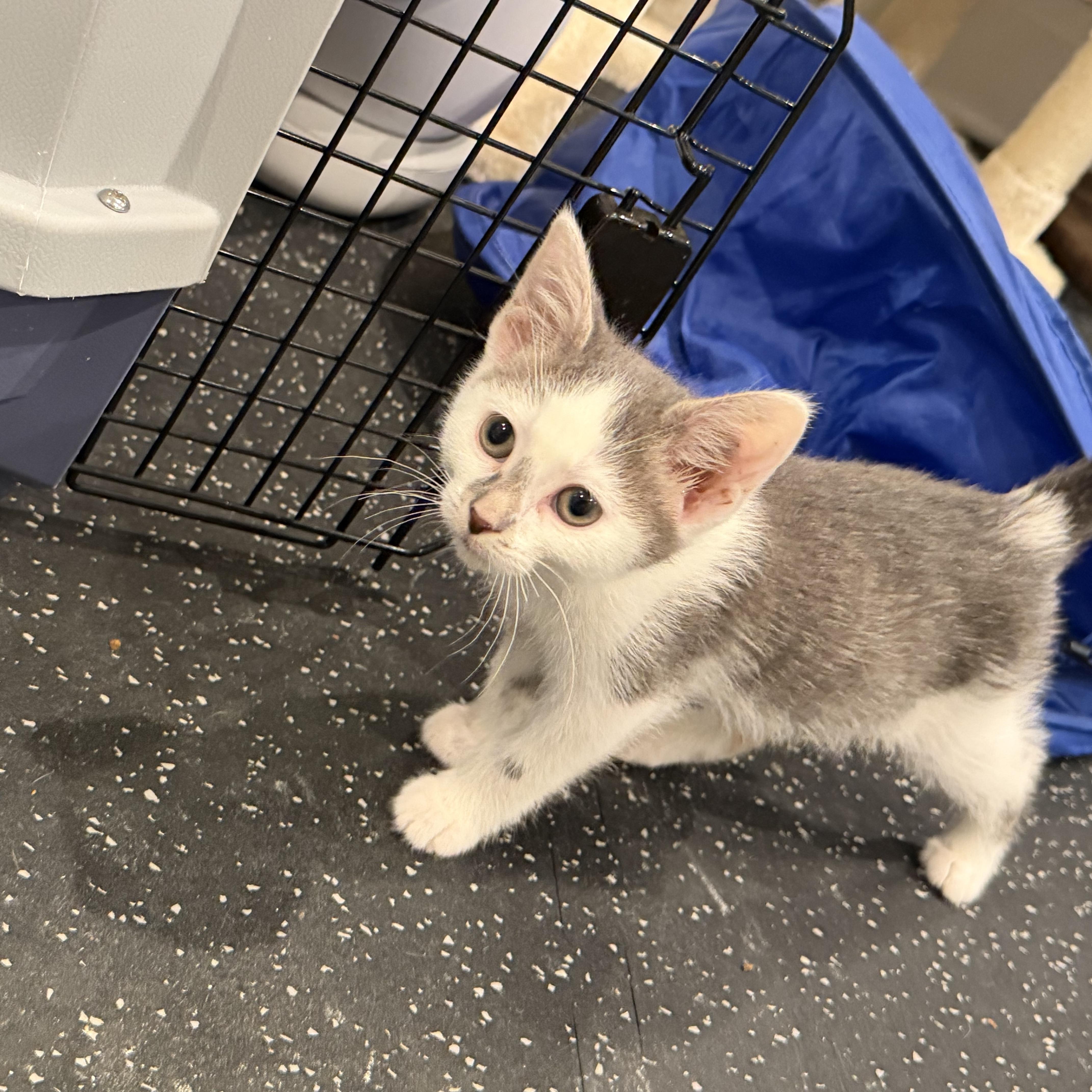 A baby medium-sized male Gray & White Domestic Short Hair cat named Bayou for adoption in Evanston, IL
