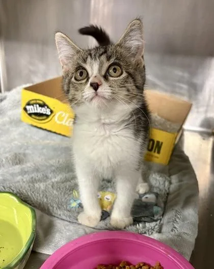 A young small-sized female Domestic Short Hair cat named Snow White for adoption in Lafayette, IN