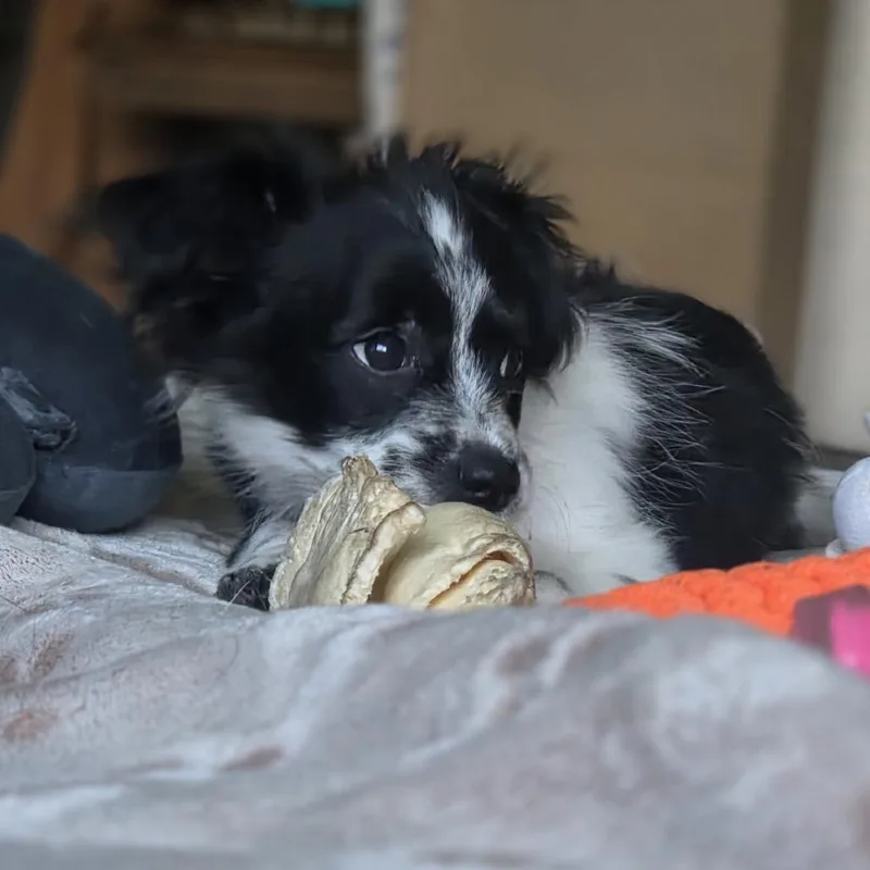 Grady thumbnail 3