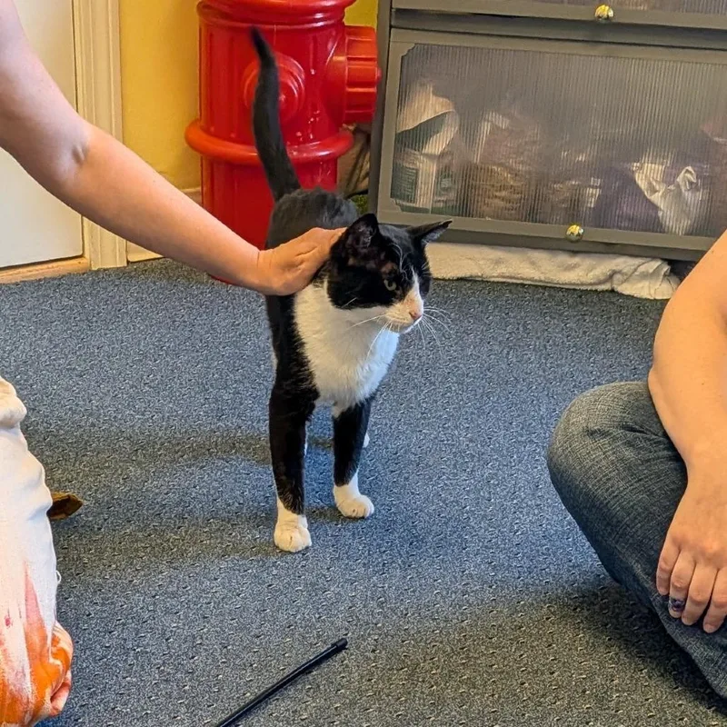 An adult large-sized male Black Domestic Short Hair cat named Sherwani for adoption in Wakefield, MA