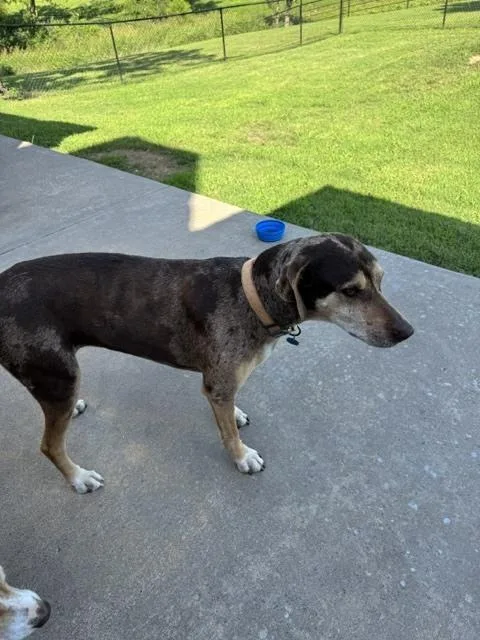 An adult large-sized female Catahoula Leopard Dog dog named Lucy for adoption in Bartlesville, OK