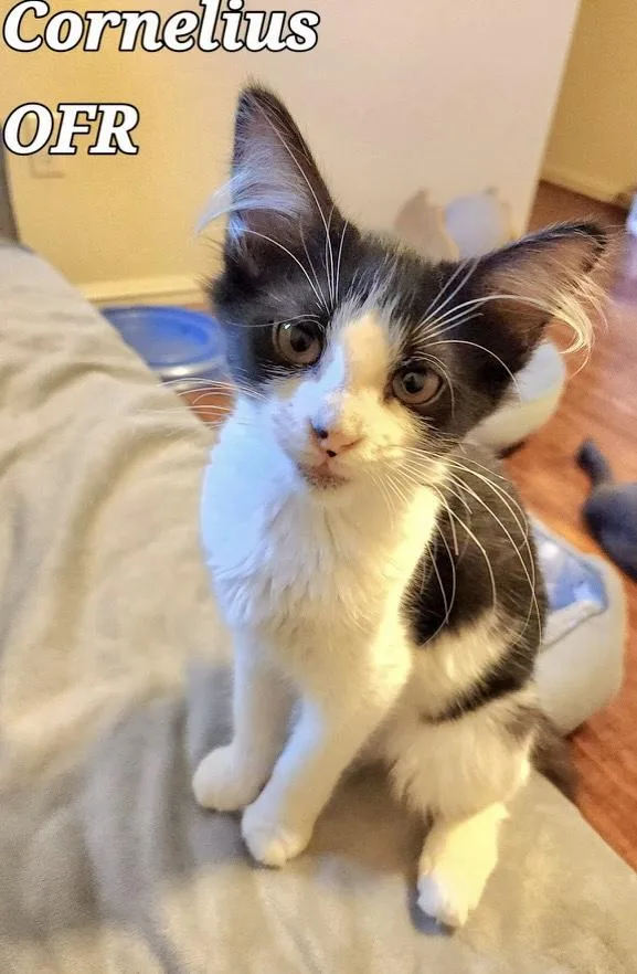 A baby medium-sized male Black & White / Tuxedo Domestic Short Hair cat named Cornelius for adoption in Owasso, OK