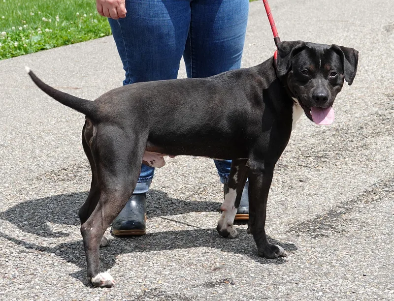 An adult medium-sized male Terrier dog named Axle for adoption in Millfield, OH