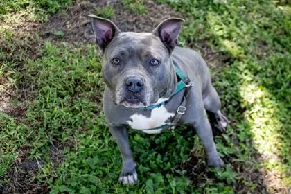 An adult medium-sized female Mixed Breed dog named Lulu for adoption in Vero Beach, FL
