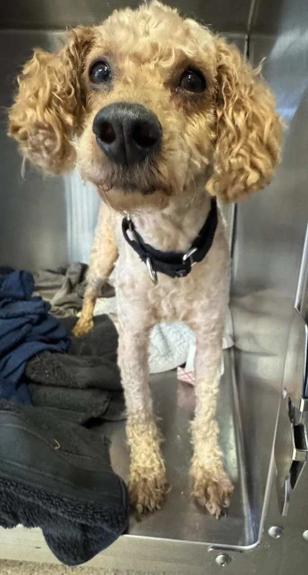An adult small-sized male Poodle dog named Sushi for adoption in Escondido, CA