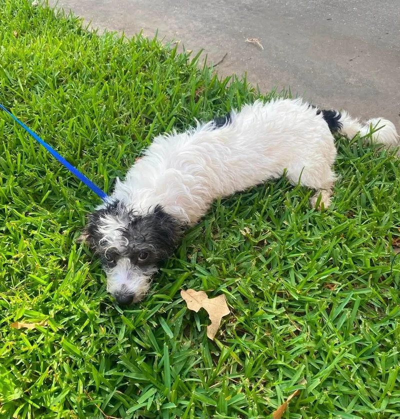 A baby small-sized female Havanese dog named Rose for adoption in Rockwall, TX