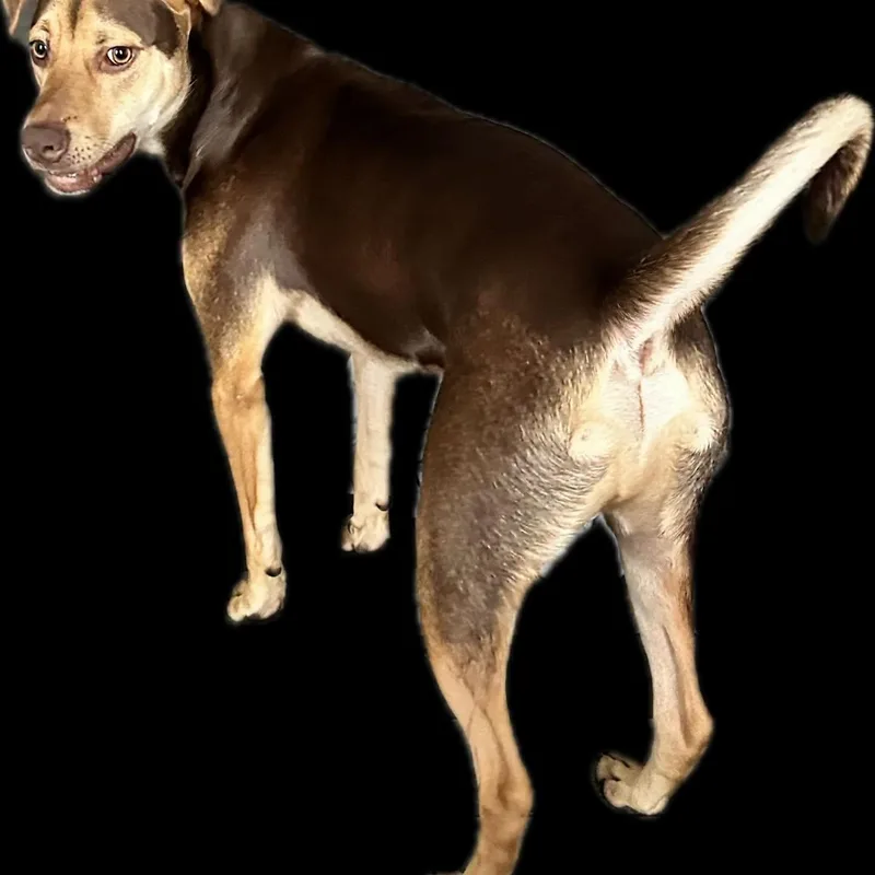 Bo