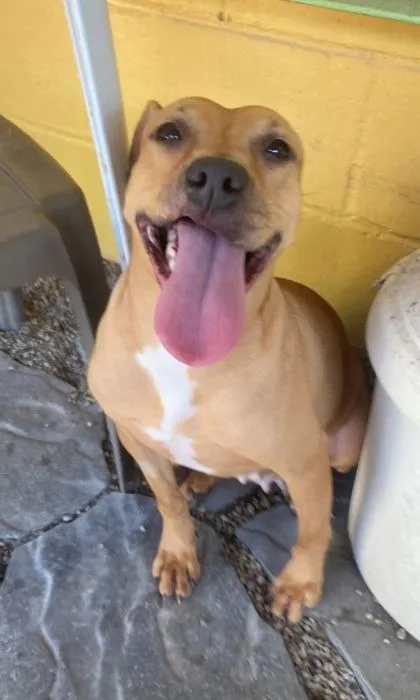 A young large-sized female Hound dog named Leah for adoption in New Orleans, LA