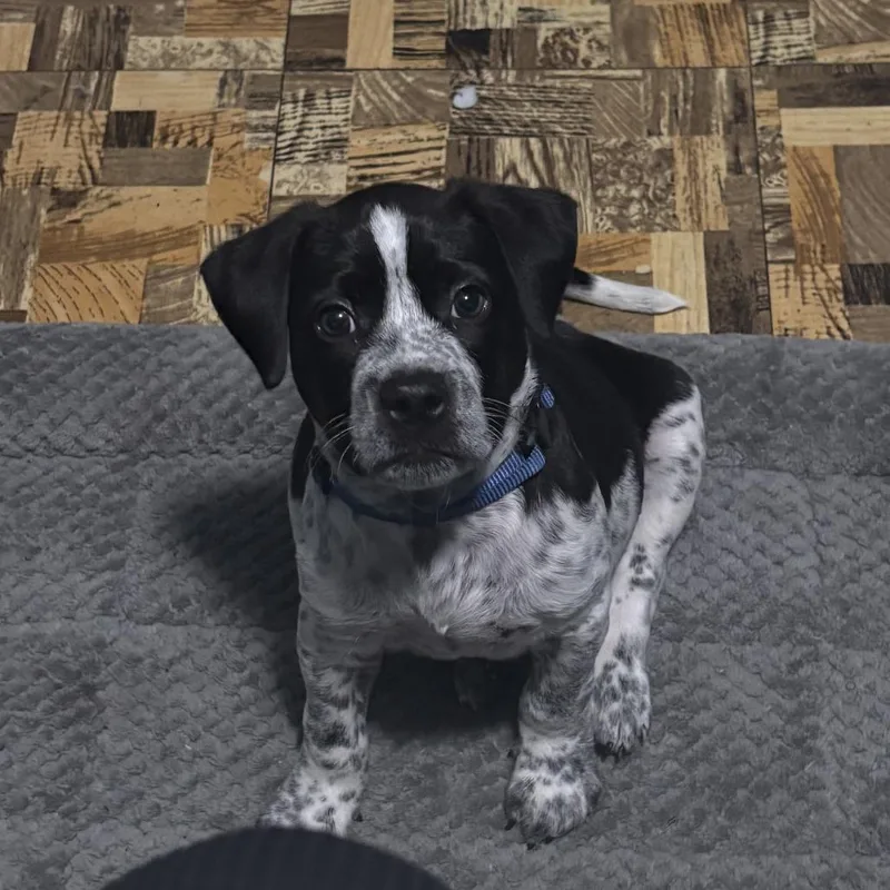 A baby medium-sized male Black German Shorthaired Pointer dog named Denim for adoption in New Orleans, LA