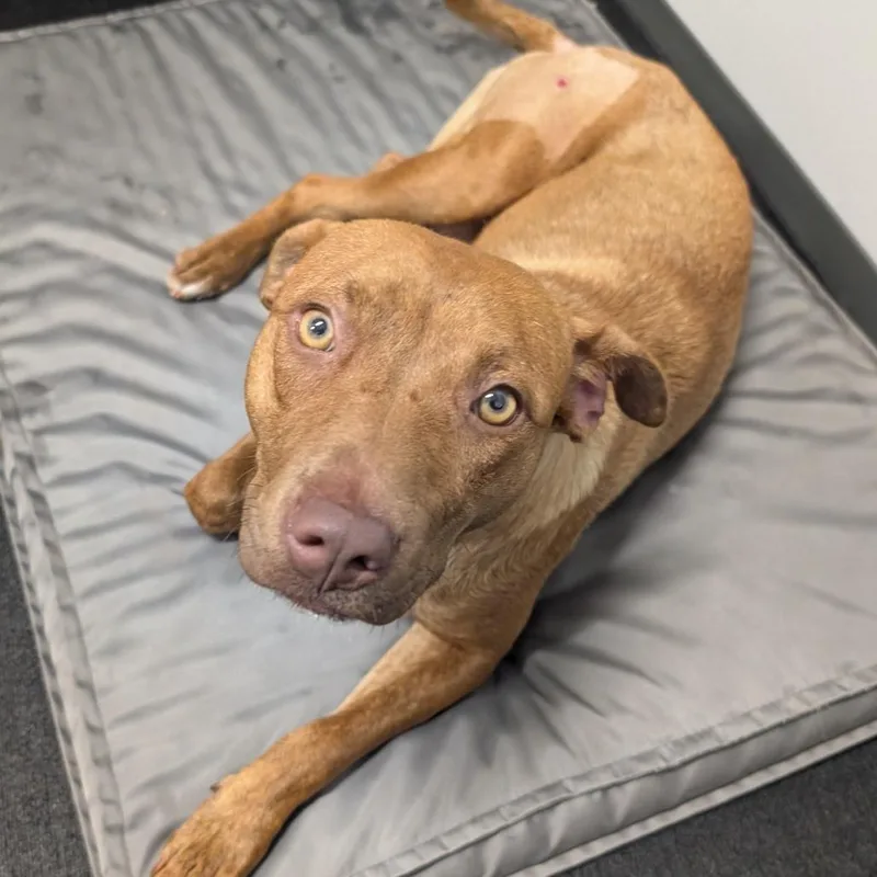 An adult medium-sized female Brown / Chocolate Terrier dog named Betty for adoption in Wake Forest, NC