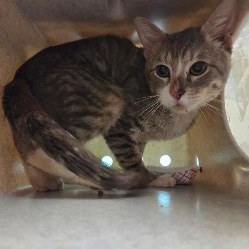 An adult small-sized male Gray / Blue / Silver Domestic Short Hair cat named Gizmo for adoption in Pasadena, CA