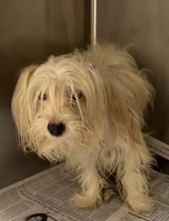 An adult small-sized female Mixed Breed dog named Lin for adoption in Los Angeles, CA