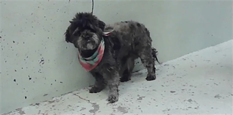 An adult small-sized male Shih Tzu dog named Axel for adoption in Houston, TX