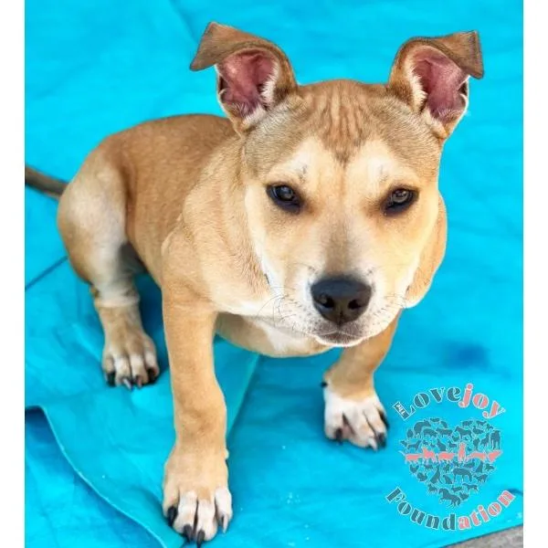 A baby medium-sized male Yellow / Tan / Blond / Fawn Pit Bull Terrier dog named Jake Coh for adoption in Inglewood, CA