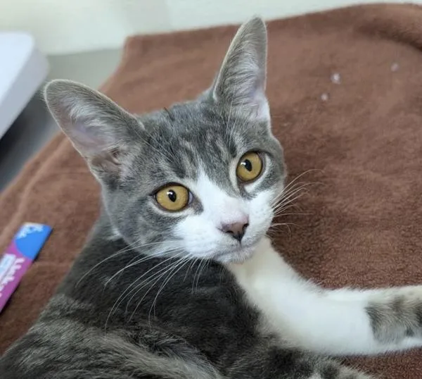A baby small-sized male Domestic Short Hair cat named Loki for adoption in Sherwood, OR
