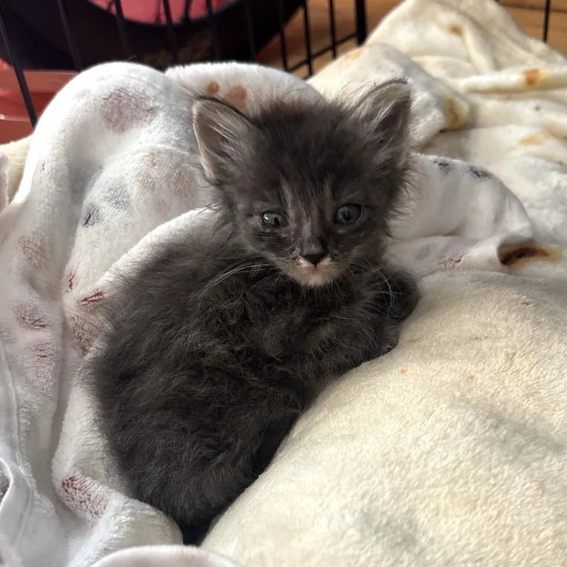 A baby small-sized male Gray / Blue / Silver Domestic Short Hair cat named Pepper for adoption in Long Beach, CA