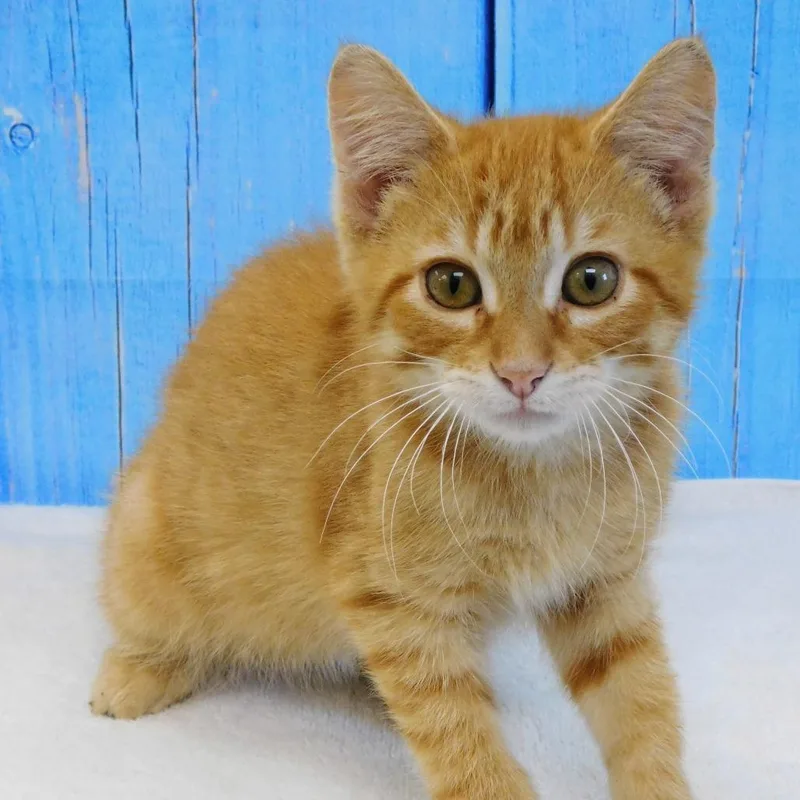 A baby small-sized male Orange / Red Domestic Short Hair cat named Butterscotch for adoption in Canton, IL