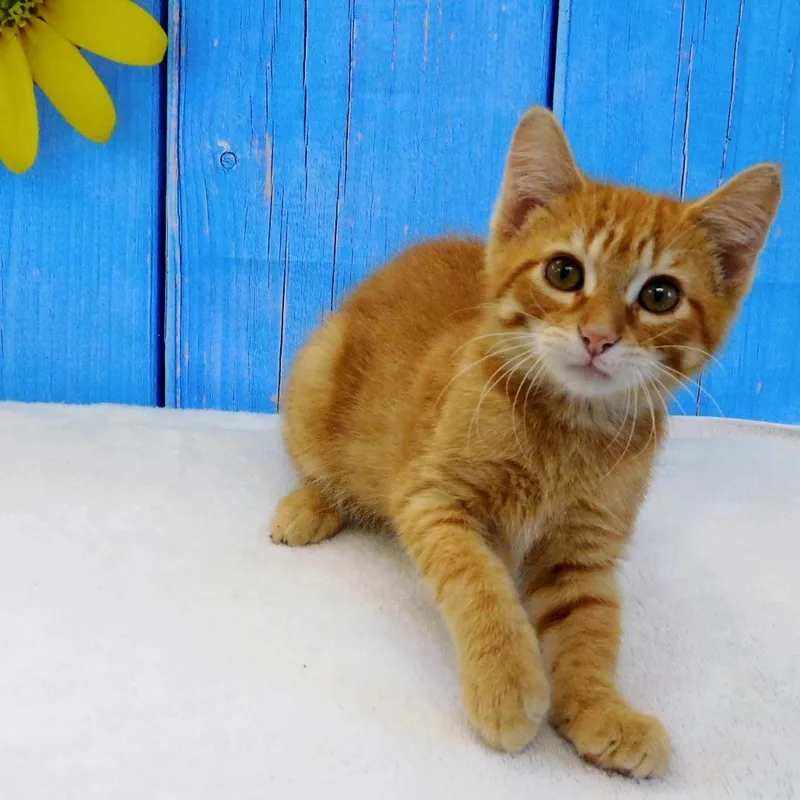 Butterscotch thumbnail 3