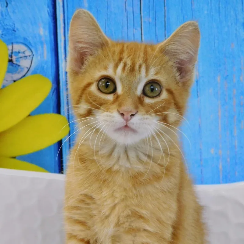 Butterscotch thumbnail 4