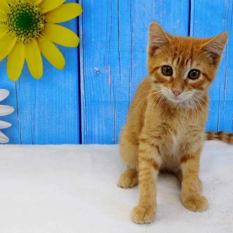 Butterscotch thumbnail 5