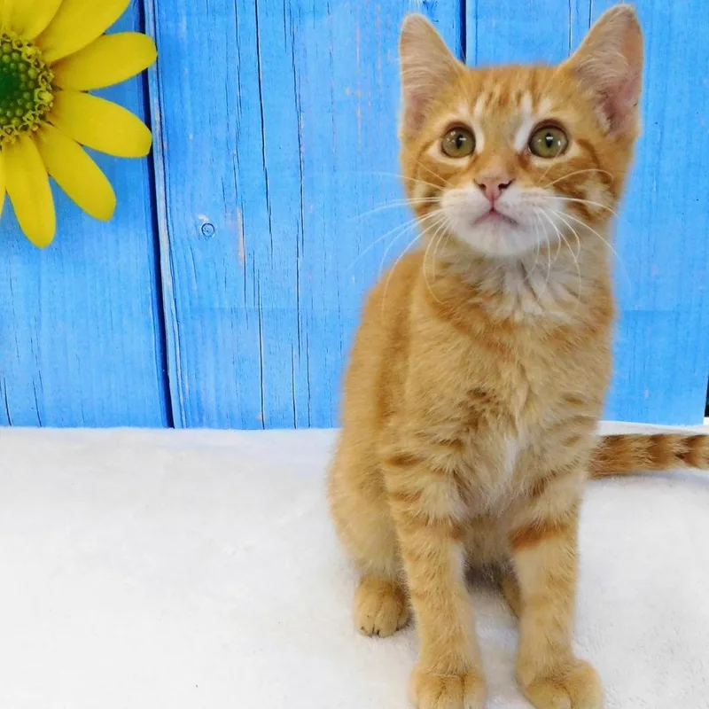 Butterscotch thumbnail 6