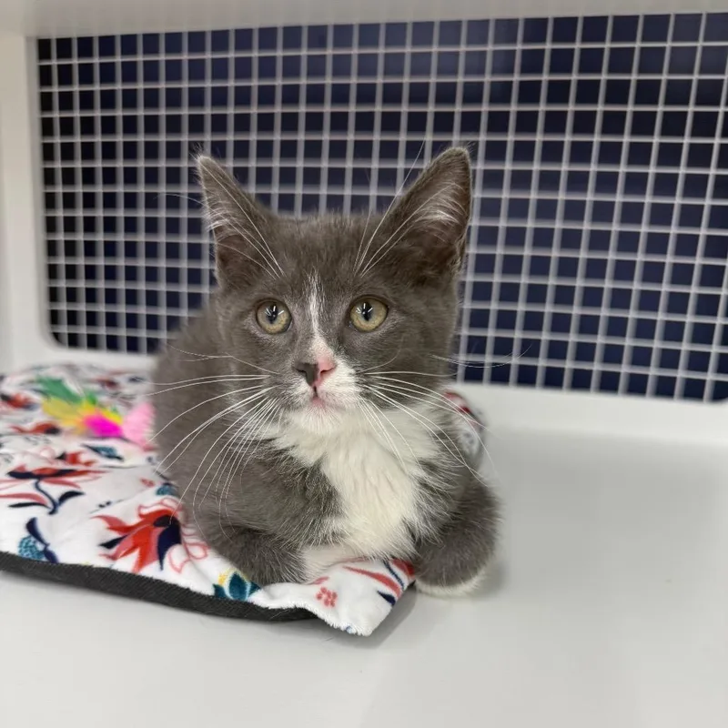 A baby small-sized male Gray / Blue / Silver Domestic Short Hair cat named Clover for adoption in Danbury, CT