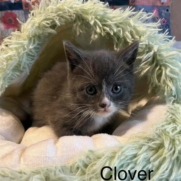 Clover thumbnail 2