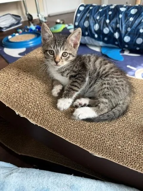 A young medium-sized male Tabby (Brown / Chocolate) Domestic Short Hair cat named Kai for adoption in Marietta, GA
