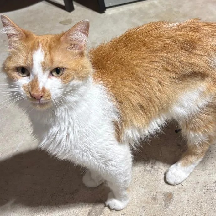An adult medium-sized male Orange / Red Domestic Long Hair cat named Spirit for adoption in Chaska, MN