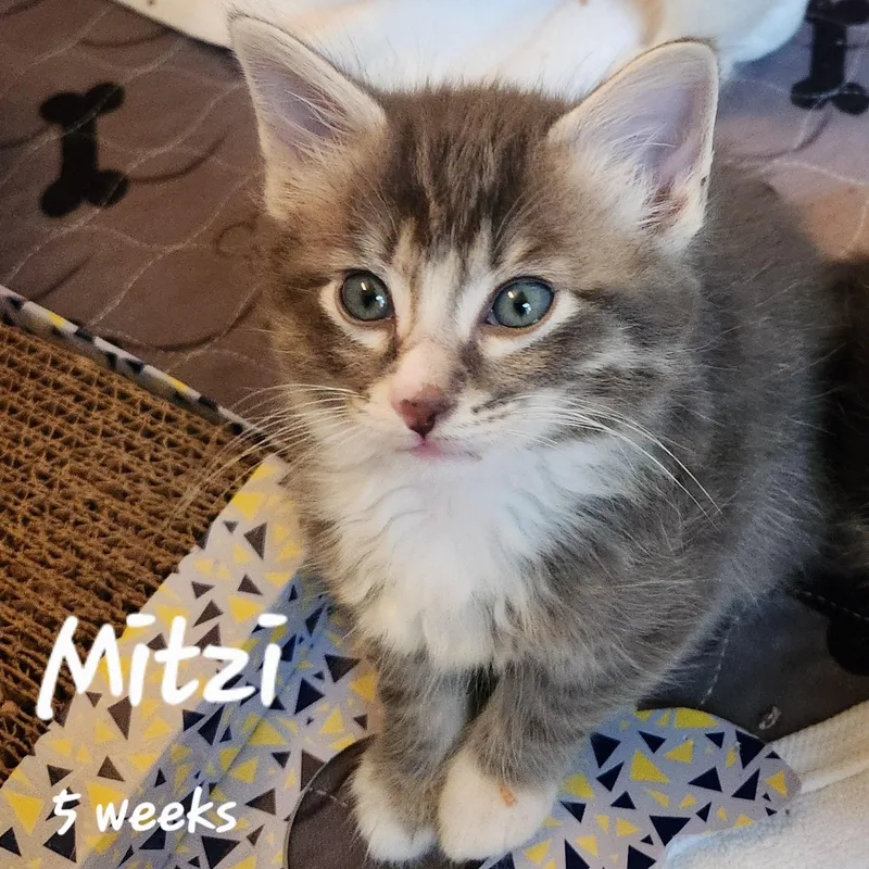 A young medium-sized female Gray & White Domestic Long Hair cat named Mitzi for adoption in Magnolia, TX