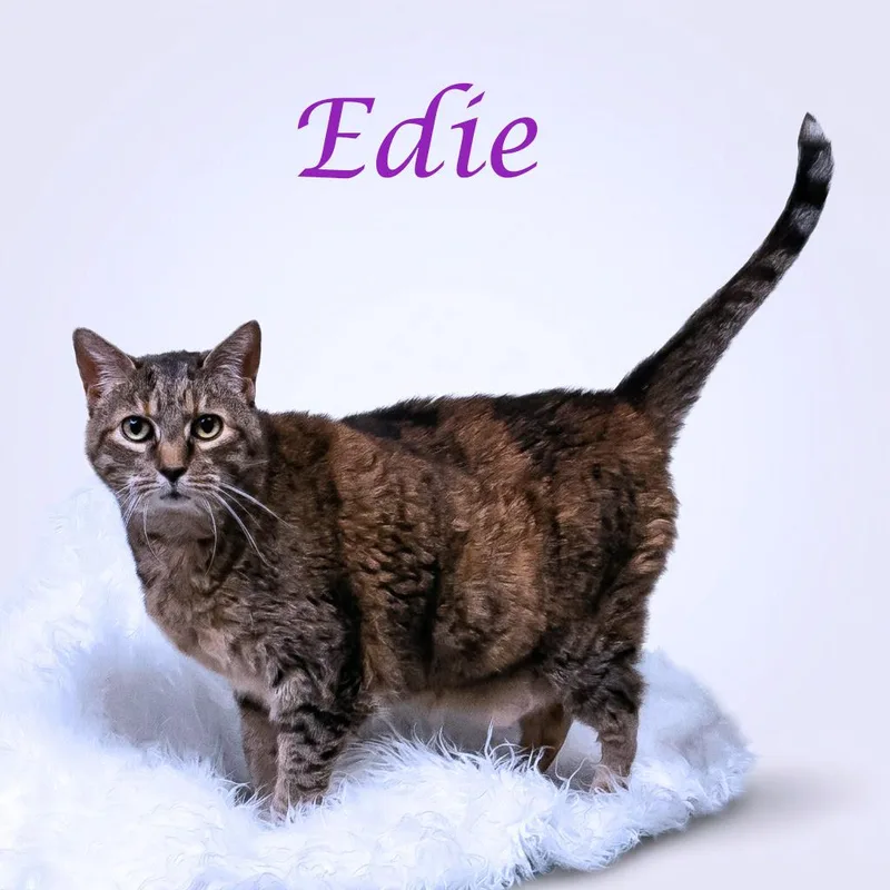 Edie C thumbnail 3