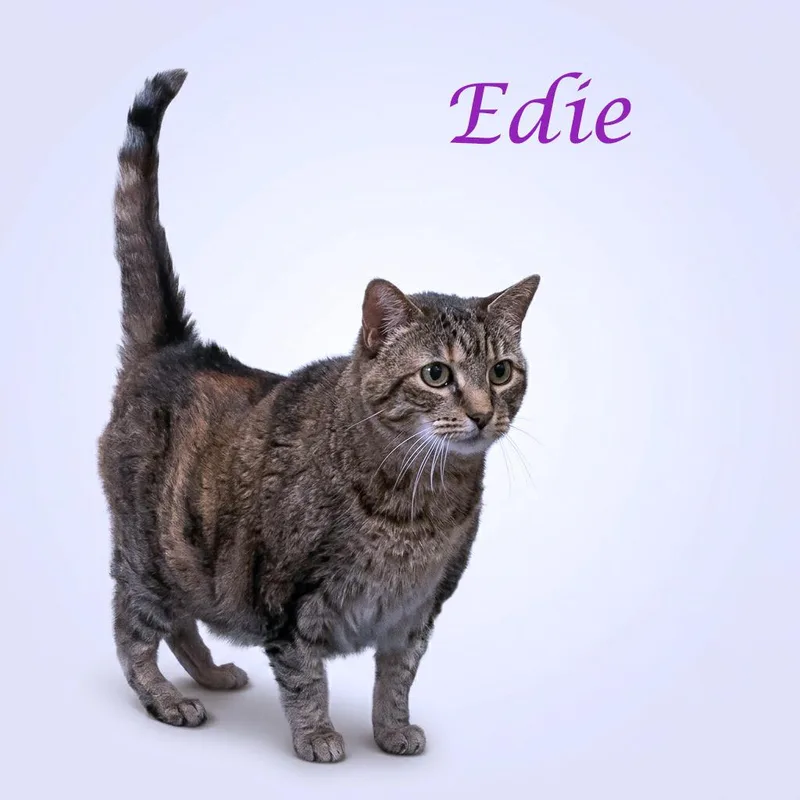 Edie C thumbnail 4