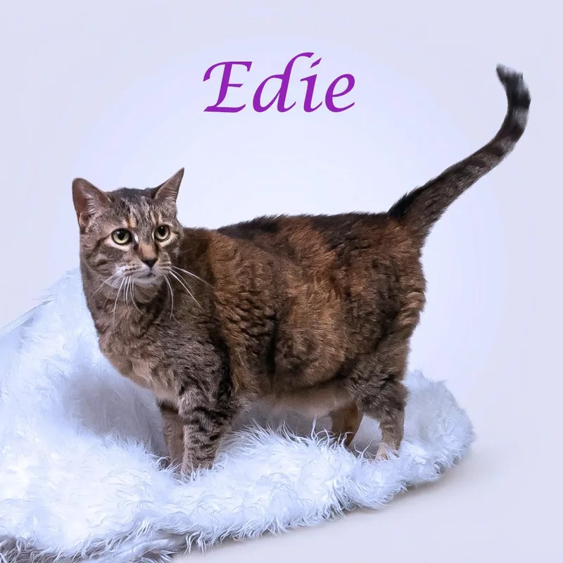 Edie C thumbnail 5
