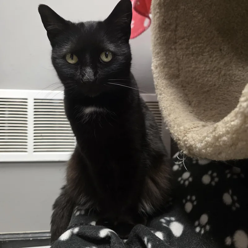 Clarissa thumbnail 2